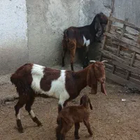 بز وبزغاله پاکستانی و دورگ(گوسفند بره)