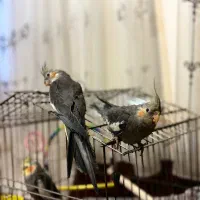 ۲عروس هلندی دون خور عروس هلندی معاوضه با ماده