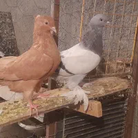کبوتر شقشقی و زرد