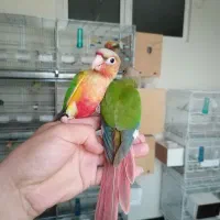 گیرینچک جفت