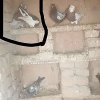 کفتز