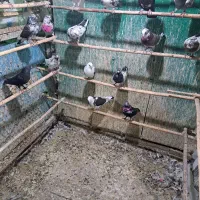 کبوتر بلند پرواز