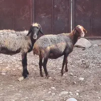 سلام دو عدد میش ترکی جوان گله ای داشتی مفت