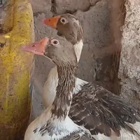 دوتا غاز ماده تخم گذار
