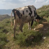 با سلام دو راس گاو شیری به همراه گوساله
