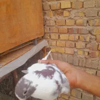 کفتر|پرنده|اردکان, |دیوار
