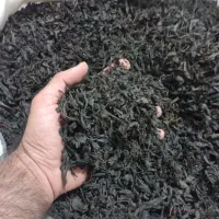 چای قلم لیزر لاهیجان ۱۴۰۵