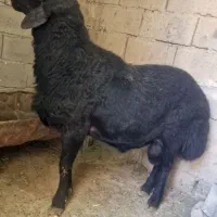 قوچ افشاری