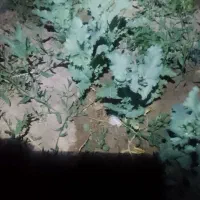 گندم وجو.دیم