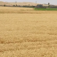 جو محلی