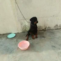 سگ روتوایلر