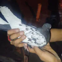 فروش کبوتر