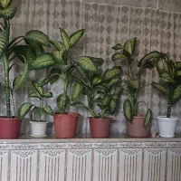 گل های آپارتمانی