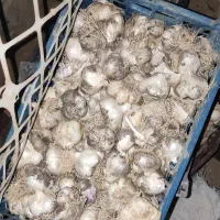 سیر خشک همدان