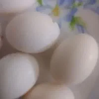 تخم کبوتر تازه درشت خوشمزه