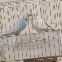 مرغ عشق جفت نر و ماده