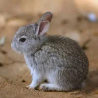 خرگوش