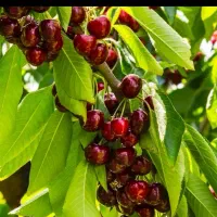 چیدن گیلاس و آلبالو باغ شمابه صورت روز مزد، توافقی