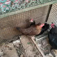 فروش۳عدد مرغ بومی.تخم گذار