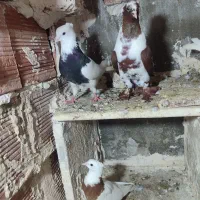 کلفه و قرمز نشان