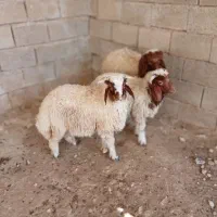 بره‌نر