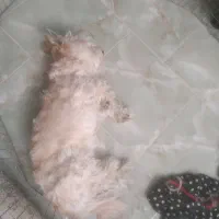 سگ تربیت شده شیتزو پودل واگذاری رایگان