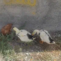 جوجه اردک