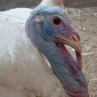 بوقلمون پرواری زنده