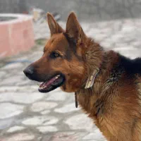 سگ ژرمن|سگ|بیرجند, |دیوار