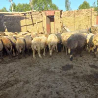 میش داشتی