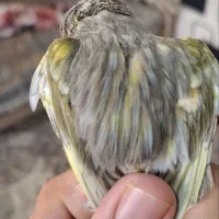 قناری اونیکس نگرو بلک وایت یلو رد جاسپ توپاز سوپر