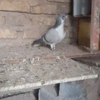 کبوترپلاکی