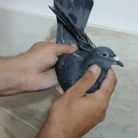 کبوتر