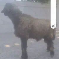 فروش قوچ بختیاری