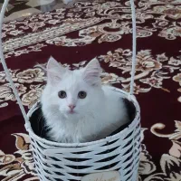 پرشین اسکاتیش