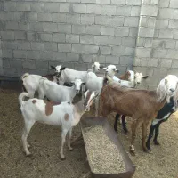 بزه