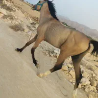 اسب دره شور