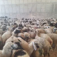 100 عدد میش جوان فروشی یا معاوضه با ماشین