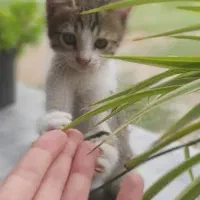 بچه گربه