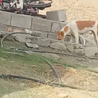 سگ فروشی اهلی گوش هاشم بریدن