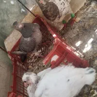 نرو ماده سرور