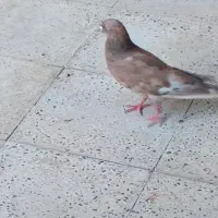کبوتر  تاپ ماده و دم سفید ماده