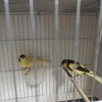 قناری جوجه ۴۵ روزه