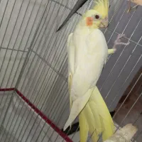 عروس هلندی لوتینو ماده و نر