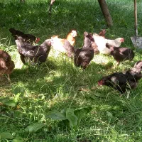 فروش تخم مرغ تازه روستایی