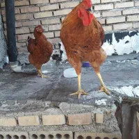 مرغ وخروس فروشی
