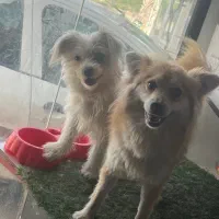 دو عدد سگ تریر و پامرین