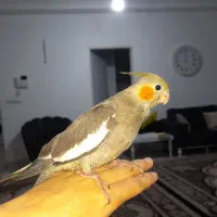 جوجه عروس هلندی