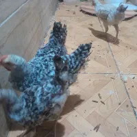 جوجه و نیمچه نژاد خاص