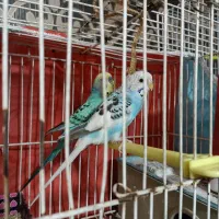 مرغ عسق تخفیف پایه معامله